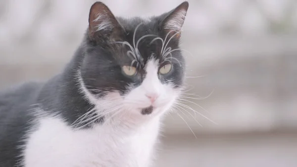 Ritratto di gatto bianco e nero di strada, sfondo naturale animale. Azione. Bellissimo gatto senzatetto all'aperto nella strada della città. — Foto Stock