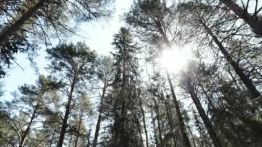  Yeşil bir yaz ormanında seyahat ediyorum. Şarjör. Seyahat ve macera konsepti, yaz güneşinin alttaki görüntüsü mavi gökyüzü arka planındaki ağaçların arasından parlıyor.. 