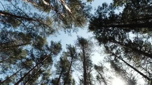 空に対する木の幹や頂。クリップ。青空を背景に森の中を木々や太陽が照りつける美しい自然景観の絶景. — ストック動画