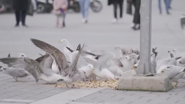 Een zwerm meeuwen die voedsel eten op straat en mensen die op de achtergrond lopen. Actie. Veel witte vogels eten broodkruimels. — Stockvideo
