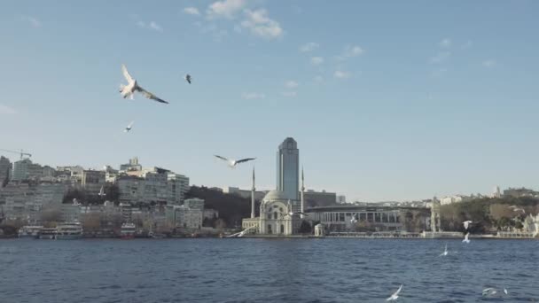 Een zwerm meeuwen die op zoek zijn naar voedsel boven de blauwe rimpel. Actie. Witte vogels vliegen voor wolkenkrabber en witte woonhuizen. — Stockvideo