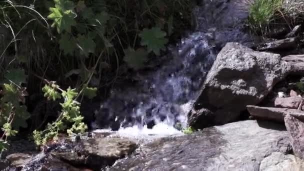 Yeşil çimenler ve kayalar boyunca hızla akan güzel bir dere. Şarjör. Ulusal parktaki dağlık nehir ve taşların doğal yaz arkaplanı. — Stok video