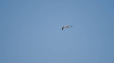 Mavi gökyüzünün arka planında bir martı uçuşu. Başla. Güzel beyaz martı gökyüzünde süzülüyor. Mavi gökyüzünde martılar uçuşuyor