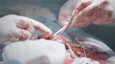 Surgeons cutting flesh. Action. Close-up of surgical intervention in male genital organ. Bloody penis enlargement surgery