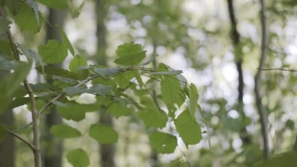 Primo piano di un ramo d'albero con foglie verdi ondeggianti nel vento. Azione. Estate sfondo naturale in una foresta con la luce del sole. — Video Stock