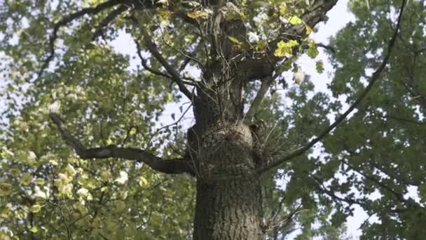 Boom met groene bladeren en zonlicht in een zomerbos. Actie. Onderaanzicht van een eikenboom stam en groene bladeren op blauwe lucht achtergrond. — Stockvideo