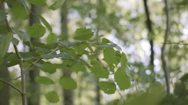 Primo piano di un ramo d'albero con foglie verdi ondeggianti nel vento. Azione. Estate sfondo naturale in una foresta con la luce del sole. — Video Stock