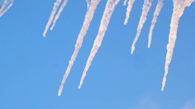 İklim değişikliği ve sıcaklık artıyor. Kavram. Baharın erken dönemlerinin sembolü olan buz saçakları, mavi gökyüzü arka planında düşen su damlalarıyla eritilir..