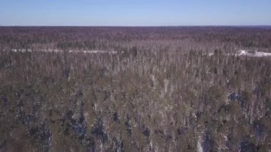 Kışın vahşi ormanın manzarası. Şarjör. Kışın sonsuz çam ormanının en üst manzarası. Sonsuz sık orman kışın güneşli bir günde ufka ulaşıyor.