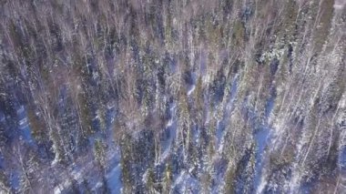 Kışın sık çam ormanlarının en üst manzarası. Şarjör. Güneşli bir günde çam ormanının yüksekliğinden güzel bir manzara. Güneşli kış gününde vahşi orman