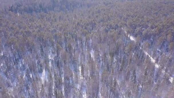 Blick von oben auf dichten Kiefernwald im Winter. Clip. Schöne Aussicht aus der Höhe des Kiefernwinterwaldes an sonnigen Tagen. Wilder Wald an sonnigen Wintertagen — Stockvideo