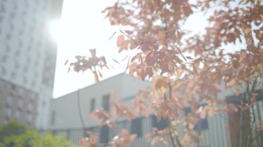 Konut binasının arka planında kırmızı ağaç dalları var. Başla. Konut binasının yanında kırmızı yaprakları olan genç bir ağaç. Güneşli sonbahar gününde konut binasının yanındaki genç ağaçlar