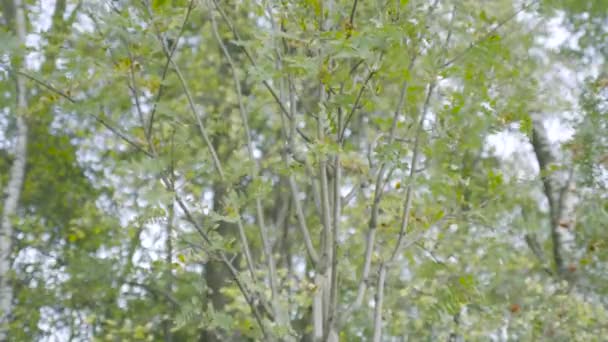 Takken van jonge bomen zwaaien in de wind. Actie. Groene takken van kleine boom schommelen bij winderig zomerweer. Dunne takken met groene bladeren van jonge bomen in het bos — Stockvideo