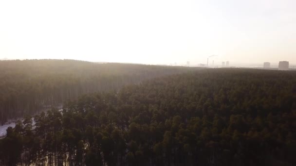 Aerial view of the green forest and bright sky lit by the sun. Action. Morning haze above the coniferous wood with city buildings silhouettes on the background. — Wideo stockowe