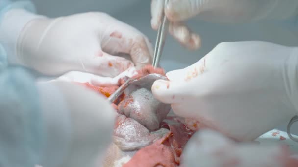 Close-up operation on male organ. Action. Bloody operation on male sexual organ. Treatment, fracture and enlargement of male genital organ. Penis Surgery — Stok Video