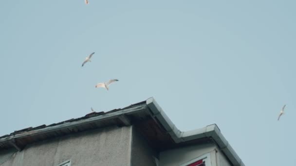 Gulls fly over house on background of sky. Action. Many gulls fly over roof of house by sea. Flocks of gulls fly over houses on coast — Stock Video