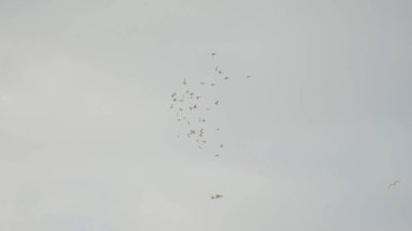 Beyaz kuş sürüsü gökyüzünde hızla uçuyor. Başla. Küçük, yoğun beyaz kuş sürüsü gökyüzünde yükseklerde uçuyor. Kuş sürüsü hızla arka planda uçar.