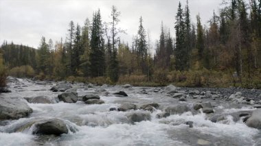 Yeşil ve ormanla çevrili büyük taşların arasında dağlık, soğuk bir nehir akıyor. Şarjör. Nehir ve kozalaklı ormanın güzel doğal manzarasının havadan görünüşü..