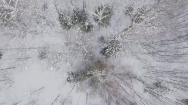 Kel ağaçlı bir kış ormanının havadan görünüşü. Şarjör. Karla kaplı zemin ve karışık ormanlarla doğal arka plan.