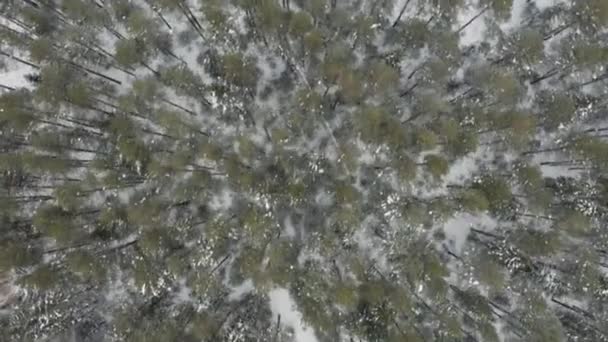Evergreen bomen en witte besneeuwde grond. Een knip. Bovenaanzicht vanuit de lucht van het dennenbos op een winterdag, Taiga, Rusland. — Stockvideo