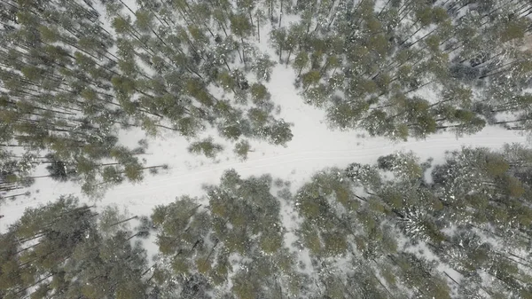 Vista aerea dall'alto di una foresta ghiacciata con terreno innevato in inverno. Clip. Volo sopra la verde pineta in Finlandia con uno stretto sentiero tra gli alberi. — Foto Stock