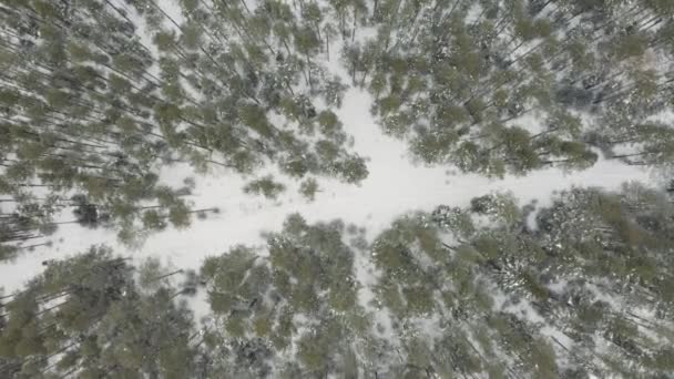 Bovenaanzicht vanuit de lucht van een bevroren bos met besneeuwd terrein in de winter. Een knip. Vlucht boven groen dennenbos in Finland met een smal pad tussen bomen. — Stockvideo