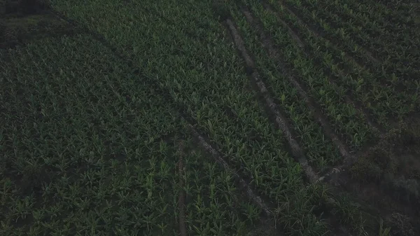 Flygfoto över en grön majsfält plantage. Klipp. Begreppet jordbruk, flyger över ett stort vackert fält med grön vegetation. — Stockfoto