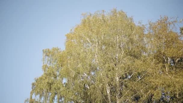 Folhagem de uma bétula balançando ao vento. Acção. Vista inferior de uma bela árvore de verão folhas balançando no vento no fundo azul céu claro. — Vídeo de Stock