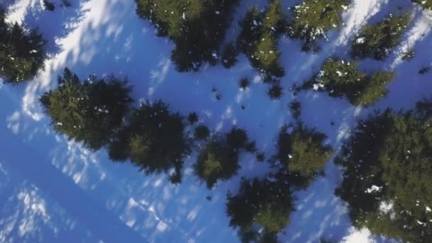 Vista aerea dall'alto di un boschetto verde abete rosso e di un terreno coperto di neve bianca. Clip. Paesaggio invernale naturale con i raggi di sole che brillano attraverso la foresta. — Video Stock