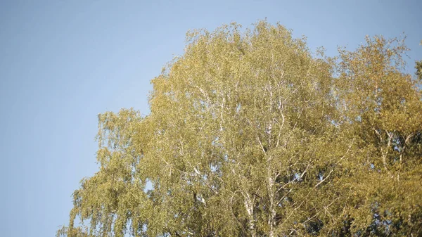 Folhagem de uma bétula balançando ao vento. Acção. Vista inferior de uma bela árvore de verão folhas balançando no vento no fundo azul céu claro. — Fotografia de Stock