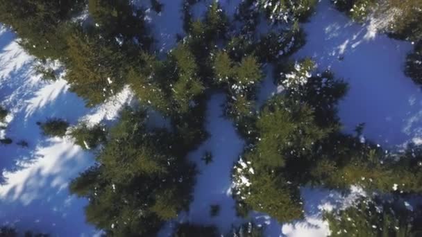 Vue aérienne d'un bosquet d'épinettes verdoyantes et d'un sol enneigé blanc. Clip. Paysage hivernal naturel avec les rayons du soleil qui brille à travers la forêt. — Video