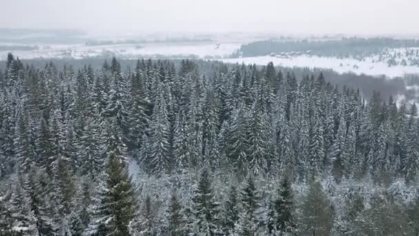 Vue aérienne d'un paysage hivernal givré avec forêt d'épinettes à feuilles persistantes. Clip. Sol enneigé et arbres blancs sur fond de ciel brumeux. — Video