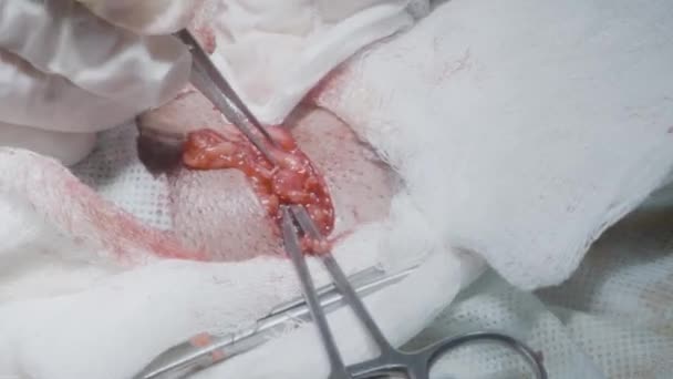 Offene Hautschnitte während der Operation. Handeln. Chirurgen schneiden den Tumor des Organs ab und entfernen ihn. Operation mit offenem Schnitt und Fleisch nach außen. Professionelle Chirurgie mit Schnitten im Fleisch — Stockvideo