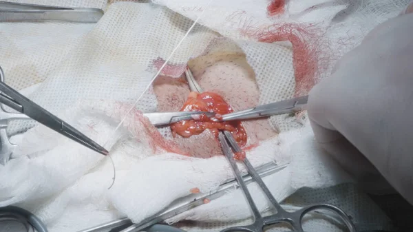 A sebészek nyílt bemetszéssel végzik a műtétet. Felvétel. Kis bemetszés kitett belső szövetekkel a sebészeten. Sebészek vágott és varrt fel belső szöveti sérülések — Stock Fotó