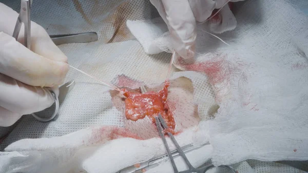 Sebészi varratkötés. Felvétel. A hivatásos sebészek nyílt sebre kötözik a kezüket. Nyílt vágással és belső szervekkel végzett varrási műveletek — Stock Fotó