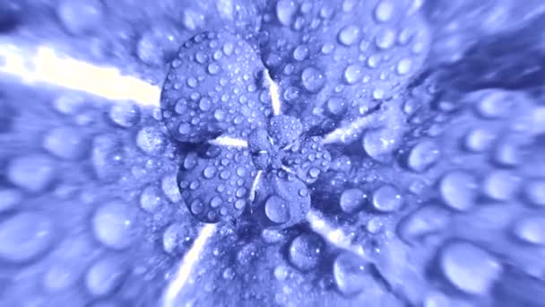 Abstract optical illusion with a rotating realistic lilac flower bud with water drops on soft petals. Animation. Spinning purple flower with dew drops, seamless loop. — Stock Video