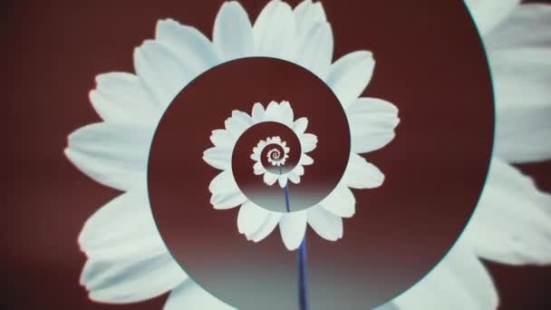 Girando espiral de pétalos de flores. Animación. Animación femenina con capullo floreciente. Brote abstracto floreciendo en espiral móvil de pétalos. Animación flor primavera — Vídeos de Stock