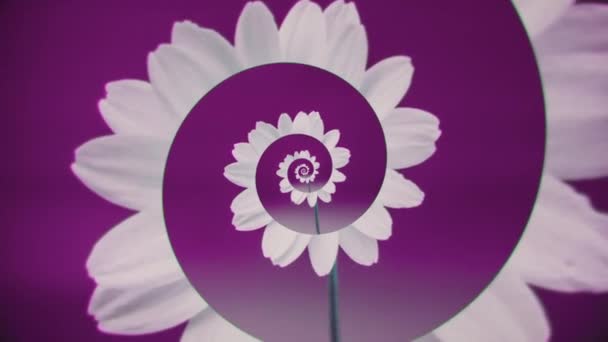 Spirale vorticosa di petali di fiori. Animazione. Animazione femminile con bocciolo di fiori in fiore. Gemme astratte che sbocciano in una spirale mobile di petali. Animazione fiore primavera — Video Stock