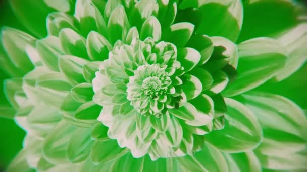 Un bourgeon de fleurs sans fin. Animation. Distance de boucle du bourgeon floral. bourgeon Aster vert vif avec de nombreux pétales. Animation florale avec une distance infinie du bourgeon — Video