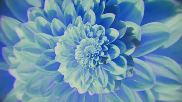 Ατελείωτη απόσταση από το λουλούδι. Κινούμενα σχέδια. Looped animation του κινείται μακριά από μπουμπούκι λουλουδιών. Όμορφο φόντο φωτεινό Aster bud με πολλά πέταλα — Αρχείο Βίντεο
