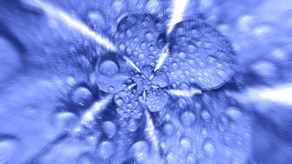 Abstrakcyjna iluzja optyczna z wirującym realistycznym pączkiem liliowym z kroplami wody na miękkich płatkach. Animacja. Wirujący fioletowy kwiat z kroplami rosy, płynna pętla. — Zdjęcie stockowe
