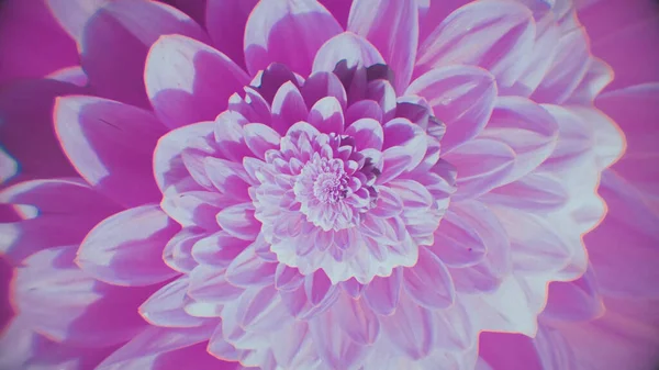 Une fleur qui change de couleur. Animation. Fond floral avec immersion dans le bourgeon de fleur multicolore. Fleur psychédélique qui change de couleur — Photo