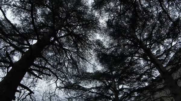 Dunkler gruseliger Kiefernwald im Spätherbst. Schuss. Blick von unten auf Geisterwald mit Baumstämmen und Ästen vor bewölktem Himmel. — Stockfoto