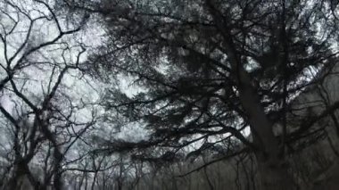 Sonbaharın sonlarında karanlık, ürpertici çam ağacı ormanı. Vuruldu. Bulutlu bir gökyüzüne karşı ağaç gövdeleri ve dalları olan hayalet odunların alt görüntüsü.