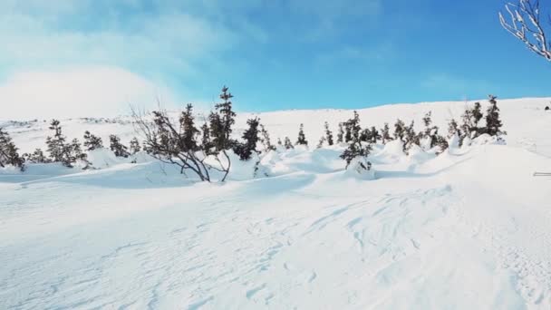 Escarcha matutina y contraste de cielo azul y nieve blanca. Vídeo. Vista inferior de la ladera de la montaña cubierta de nieve con pequeños árboles verdes. — Vídeos de Stock