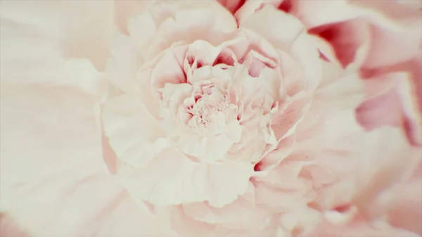 Illusion d'optique surréaliste avec une fleur d'œillet tournante de couleur rose. Animation. Fleur ouverte par filature abstraite, boucle sans couture. — Photo