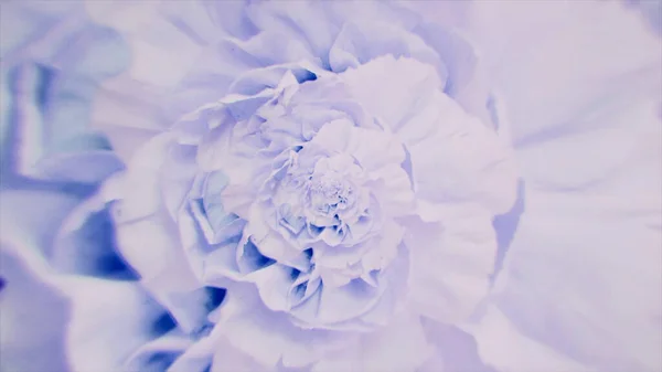 Illusion d'optique surréaliste avec une fleur d'oeillet tournante de couleur pourpre. Animation. Fleur ouverte par filature abstraite, boucle sans couture. — Photo