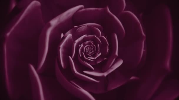 Forme rotative abstraite et réaliste d'un bourgeon floral, boucle sans couture. Animation. Plante filante rose aux pétales frais créant une illusion d'optique. — Video