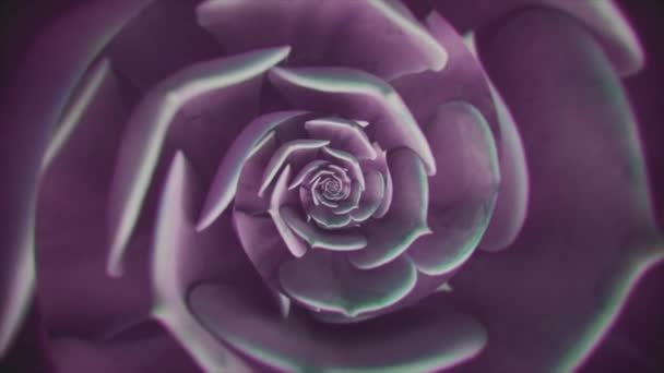 Forme rotative abstraite et réaliste d'un bourgeon floral, boucle sans couture. Animation. Plante filante rose aux pétales frais créant une illusion d'optique. — Video