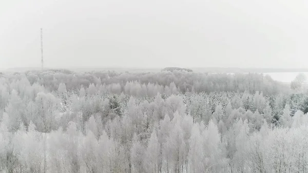 A vista aérea de uma neve cobriu a bela floresta mista e uma névoa de inverno de manhã. Cena. Paisagem gelada natural com árvores congeladas no fundo do céu nublado e nebuloso. — Fotografia de Stock